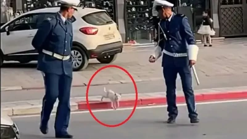 شرطيان يساعدان قطة على عبور الشارع.. مشهد يحصد تفاعلاً بالجزائر