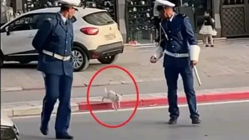 شرطيان يساعدان قطة على عبور الشارع.. مشهد يحصد تفاعلاً بالجزائر